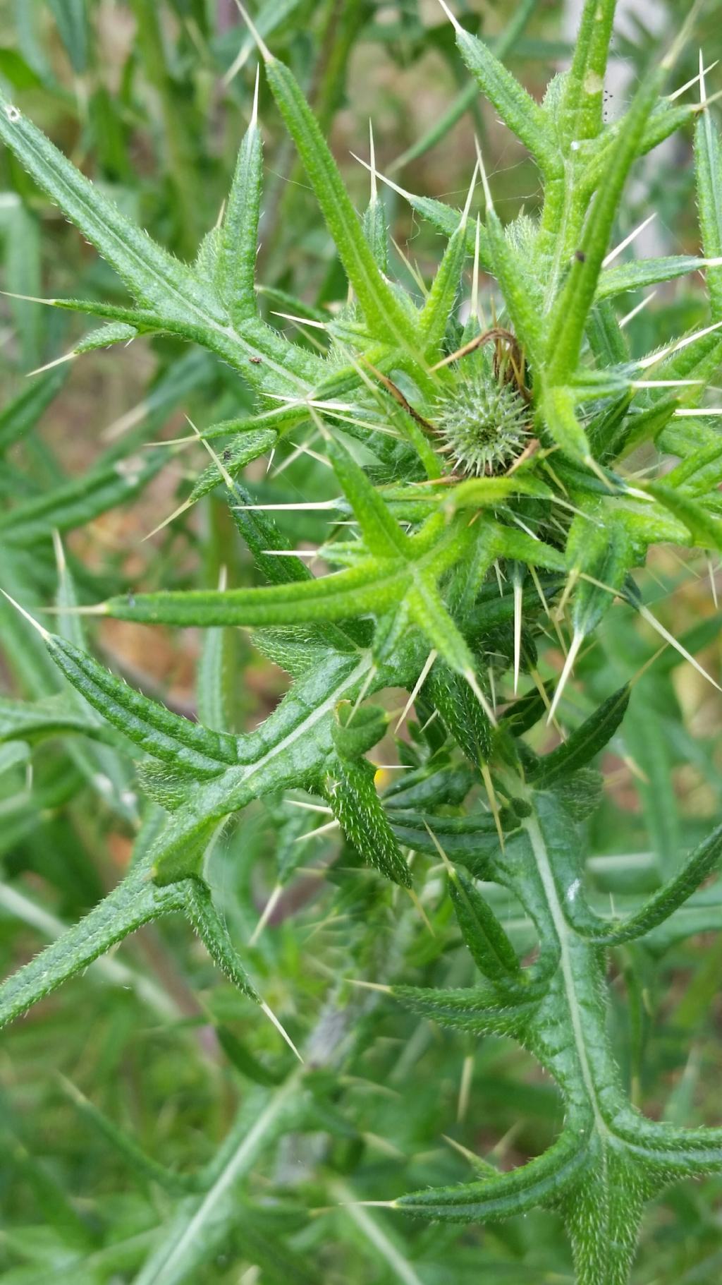 Cirsium vulgare